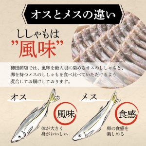 本場くしろ産 ししゃもオス・メス40尾入り！ 本ししゃも 魚 ししゃも 魚好きのオス プチプチたまごのメス 魚介 グルメ シシャモ 北海道産 国産 魚 魚介 海の幸 F4F-5538