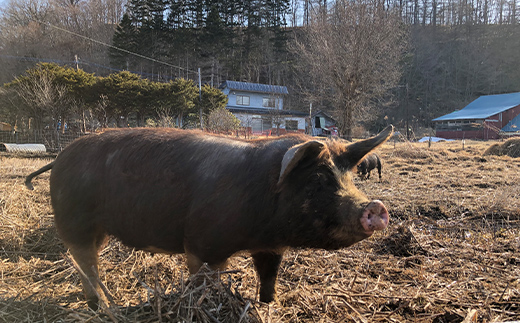 【放牧豚】バラかたまり 1kg以上 肉 豚肉 バラ肉 ブロック肉 北海道 F4F-2229