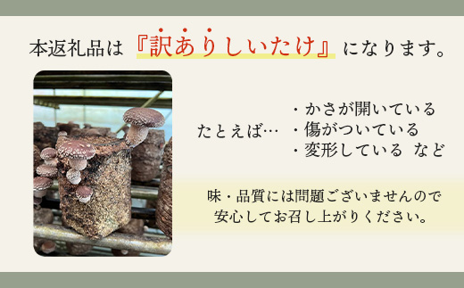 【先行予約】《数量限定》北海道恵庭産生しいたけ1kg（訳あり品）【800008】