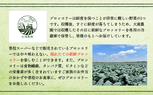 【先行予約】北海道恵庭産採れたてブロッコリー3個【800009】