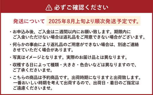 きたいろトマト （2.4kg）と 朝もぎトウキビ （24本）のセット 【2025年8月上旬～9月上旬発送迄予定】 トマト とうもろこし トウモロコシ 野菜 朝採れ オーガニック