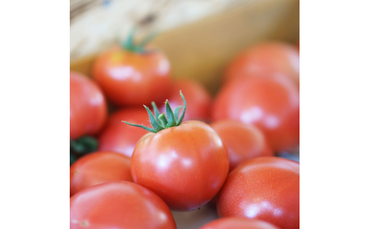 有機JAS認定「きたいろトマト」〈1.5kg×1箱〉【2024年7月下旬～9月下旬発送】 北海道北広島市