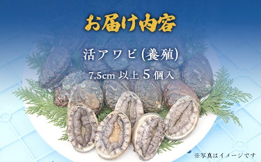 奥尻島産蝦夷アワビ（養殖）５ケ入り75mm以上 OKUF009