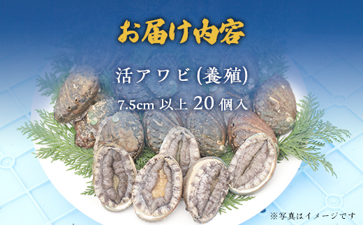 奥尻島産蝦夷アワビ（養殖）20ケ入り75mm以上 OKUF011