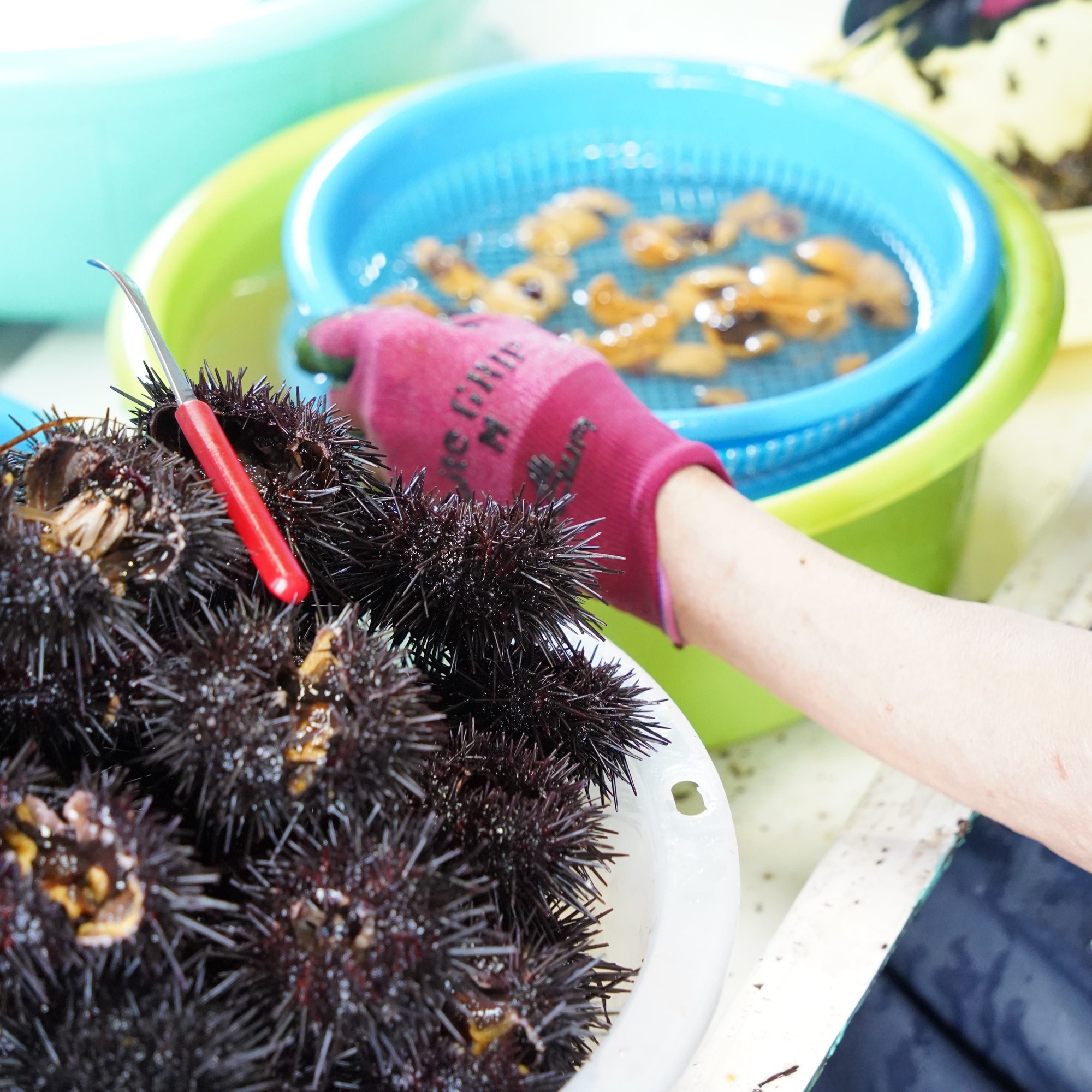 北海道せたな町産　塩水うに　100g