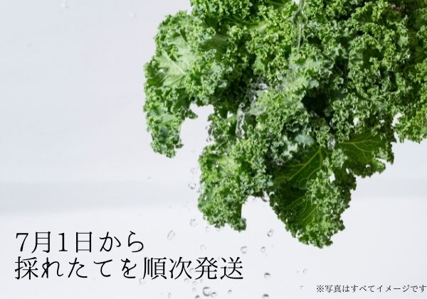 数量限定 北海道 ニセコ 旬の有機栽培野菜 ケール 1kg お取り寄せ スムージー 予約注文 北国からの贈り物 ふるさとパレット 東急グループのふるさと納税