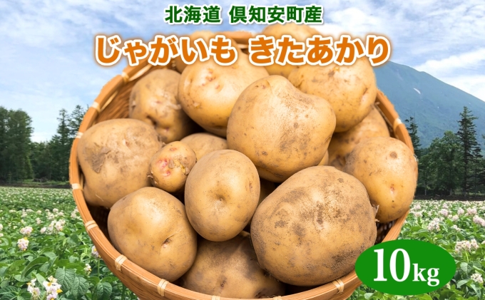 北海道産 じゃがいも きたあかり 約10kg 芋 ジャガイモ いも 自然 旬 新鮮 野菜 直送 常温 農作物 お取り寄せ 野菜 ポテト 農作物 お取り寄せ 送料無料 縁樹 北海道 倶知安町 根菜 