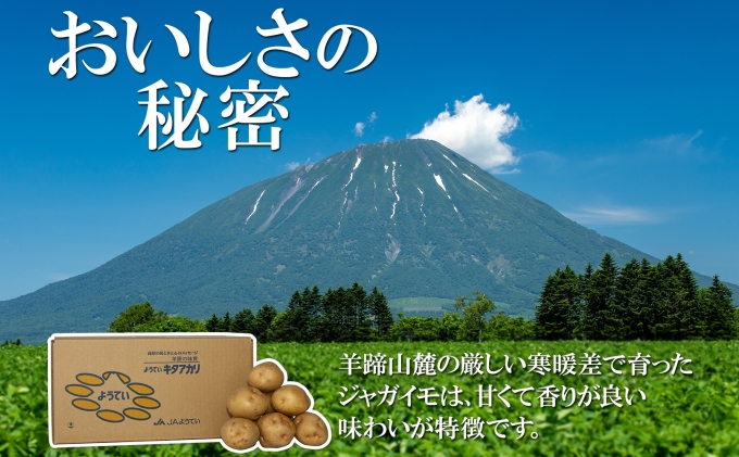 北海道産 じゃがいも キタアカリ 約10kg Lサイズ ジャガイモ 北あかり 馬鈴薯 ポテト クリじゃがいも 常備野菜 根菜 産直 国産 JAようてい 送料無料 北海道 倶知安町 北海道のジャガイモ 食品 