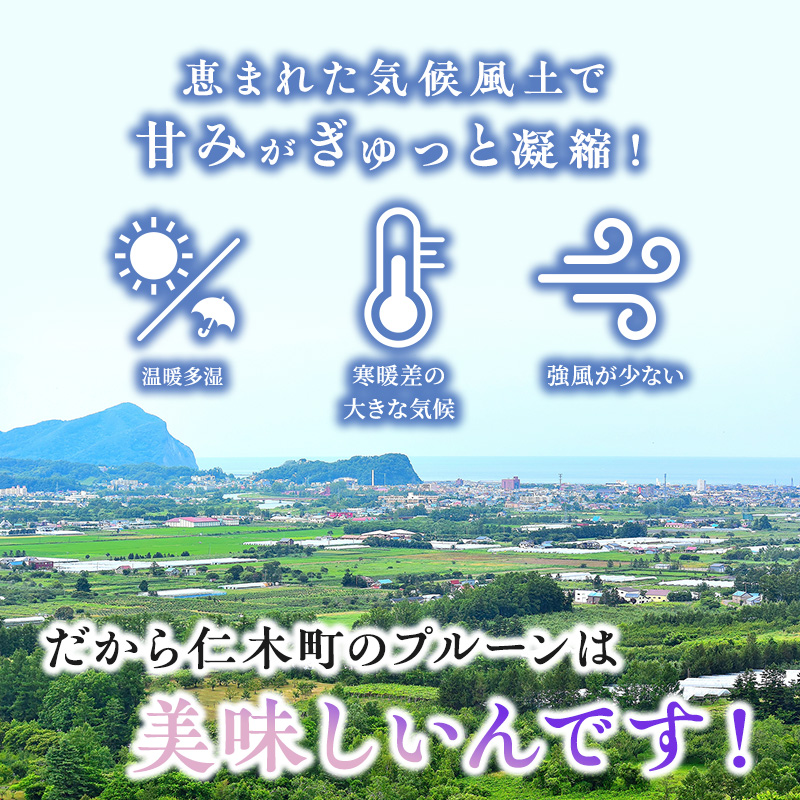 先行予約  峠のふもと紅果園 ◆2024年9月お届け◆北海道 仁木産 フレッシュ プルーン 約2kg 品種 おまかせ