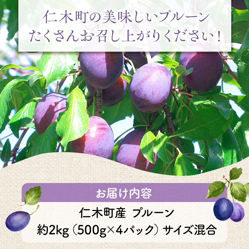 先行予約  峠のふもと紅果園 ◆2024年9月お届け◆北海道 仁木産 フレッシュ プルーン 約2kg 品種 おまかせ