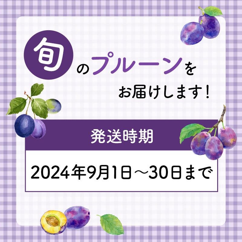 先行予約  峠のふもと紅果園 ◆2024年9月お届け◆北海道 仁木産 フレッシュ プルーン 約2kg 品種 おまかせ