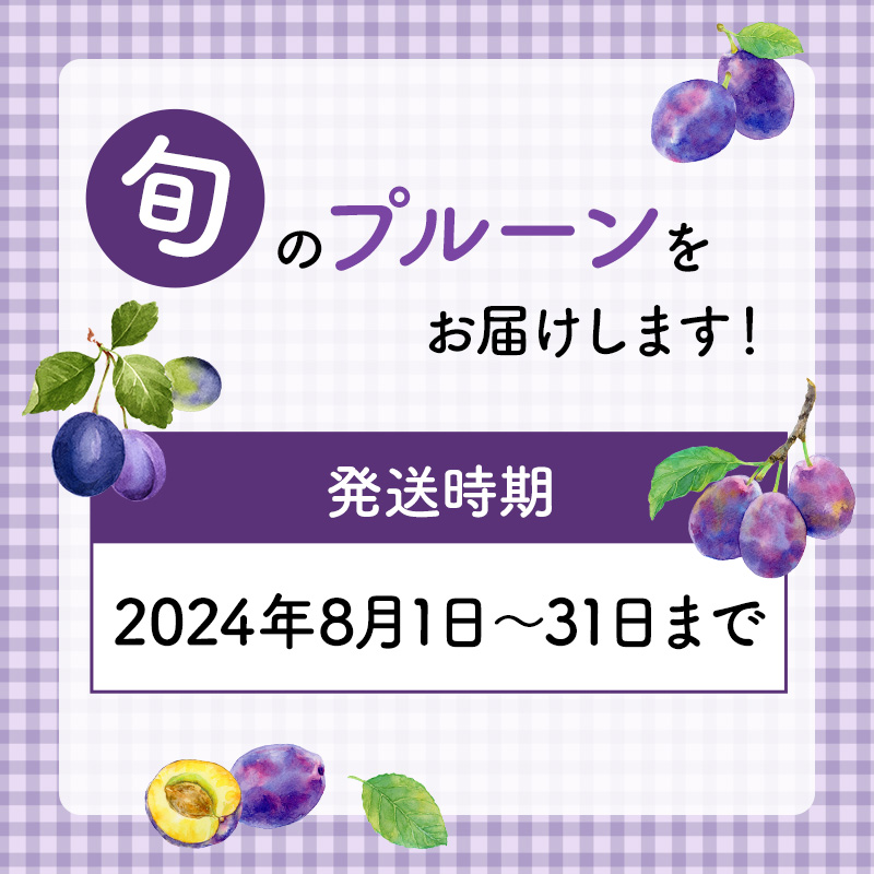 先行予約 ≪峠のふもと紅果園≫ ◆2024年8月お届け◆北海道 仁木産 フレッシュ プルーン 約2kg  品種 おまかせ