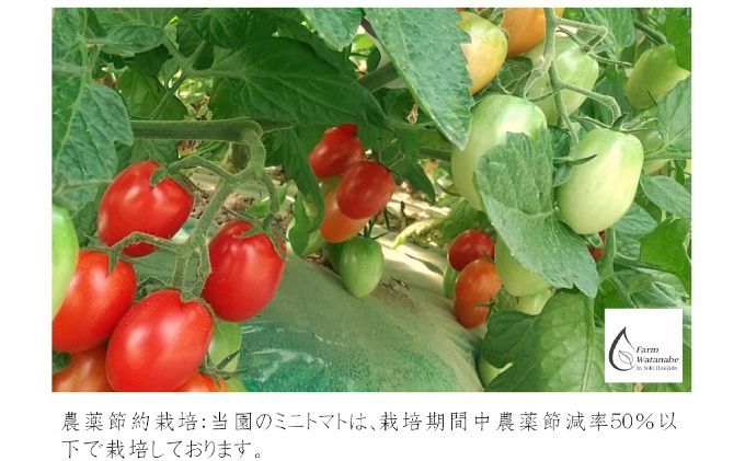 Farm Watanabe 完熟ミニトマト【アイコ】ジュース12本セット