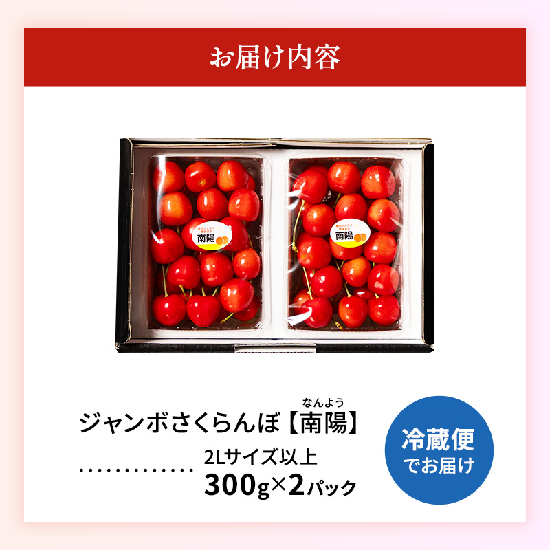 北海道 仁木町産 「匠」 ジャンボサイズ さくらんぼ 【 南陽 】300g×2  嶋田茂農園