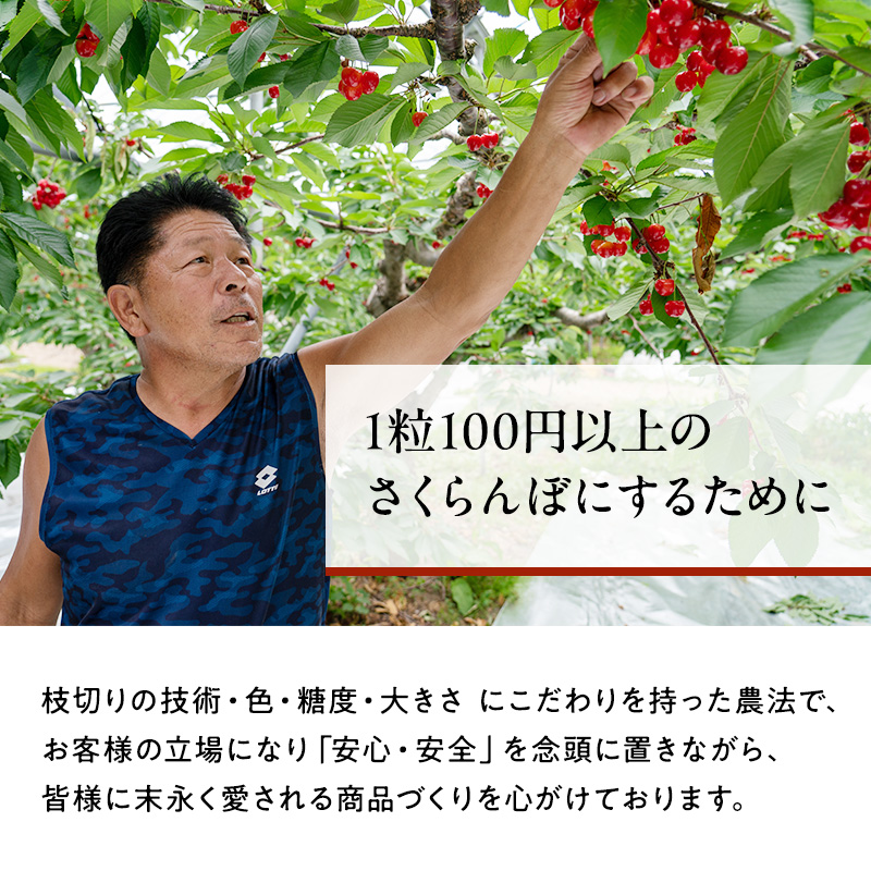 北海道 仁木町産「匠」ジャンボサイズ さくらんぼ 【 紅秀峰 】300g×2 嶋田茂農園