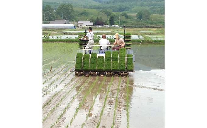 北海道 仁木町産  ゆめぴりか 5kg 米 紅果園の産直米