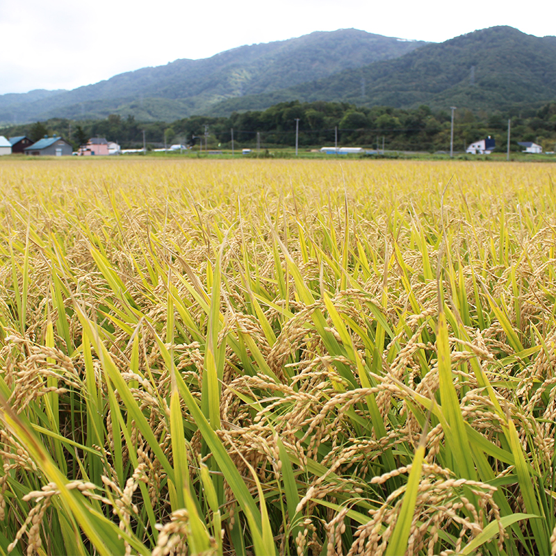 北海道仁木町 寄附のみの応援受付 1,000円コース（返礼品なし 寄附のみ 1000円）