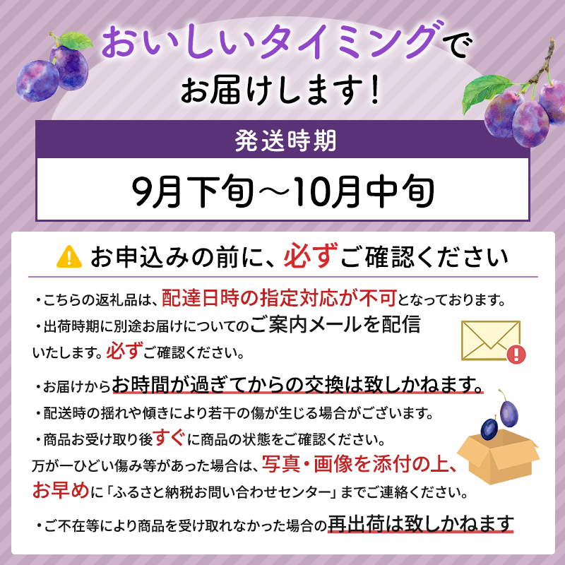  北海道仁木町産 プルーン 1.6kg（ サンプルーン ）厳選品 松山商店