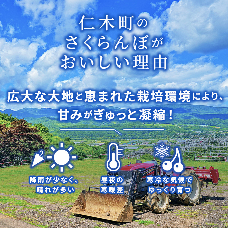 北海道 仁木町産 厳選品 サクランボ 佐藤錦  300g Lサイズ以上  松山商店