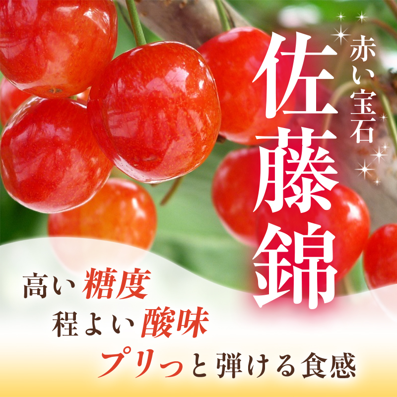 [先行受付] さくらんぼ 農園厳選 佐藤錦 サクランボ Lサイズ以上 300g 品質：ギフト向け フルーツ チェリー 果物 ギフト 北海道 仁木町 仁木