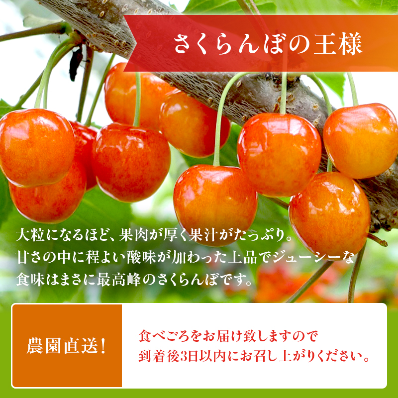 [先行受付] さくらんぼ 農園厳選 佐藤錦 サクランボ Lサイズ以上 300g 品質：ギフト向け フルーツ チェリー 果物 ギフト 北海道 仁木町 仁木