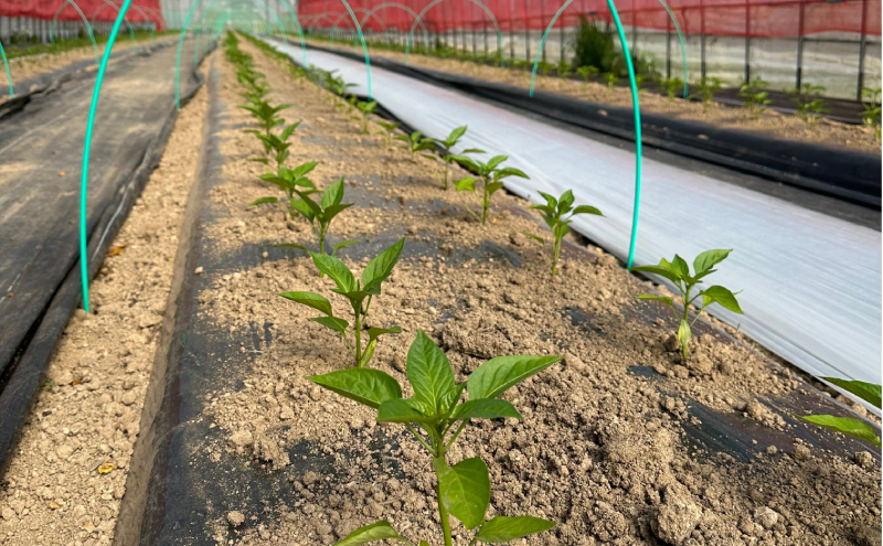 北海道仁木町産 パプリカ1kg [iori farm] 栽培期間中 除草剤・化学農薬・化学肥料不使用【日付指定不可】