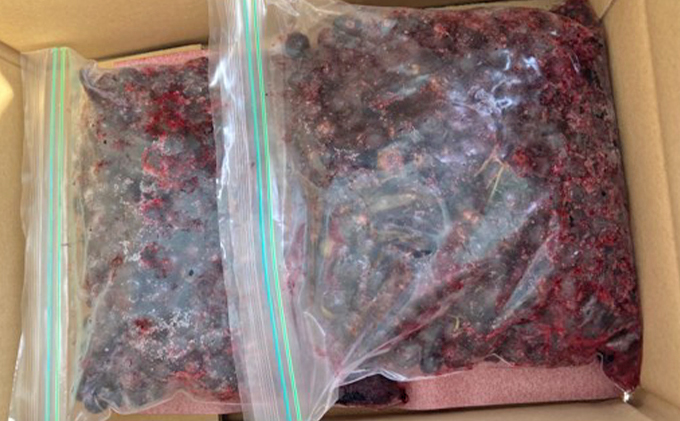 峠のふもと紅果園の冷凍カシス約1.2kg（600g×2)【ブラックカラント】