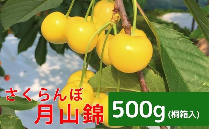 峠のふもと紅果園 北海道 仁木町産 さくらんぼ【 月山錦 】一段並べ 桐箱入り 500g