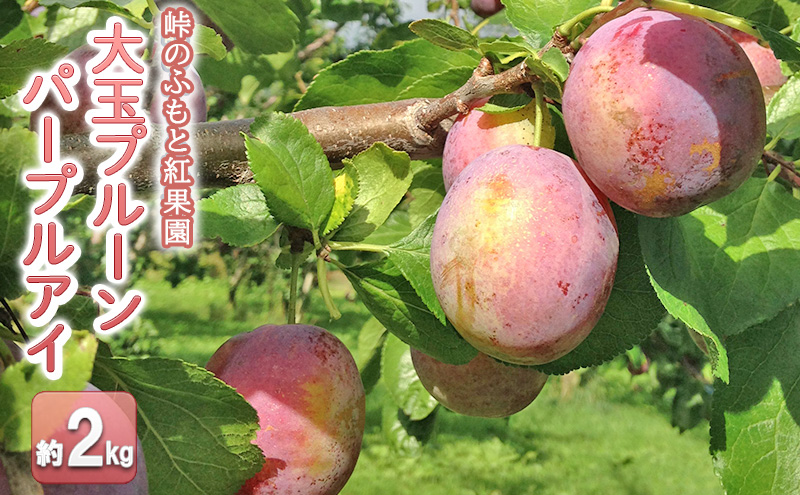 峠のふもと紅果園の大玉プルーン約2kg【パープルアイ】