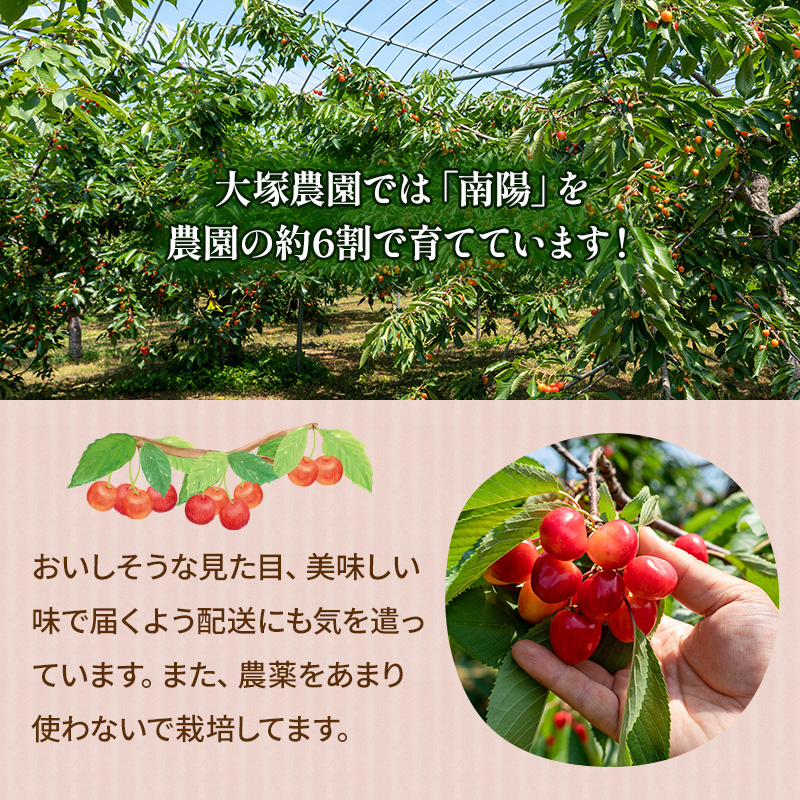 先行予約 大塚農園 さくらんぼ【 南陽 】800g（200g×4）サクランボ フルーツ