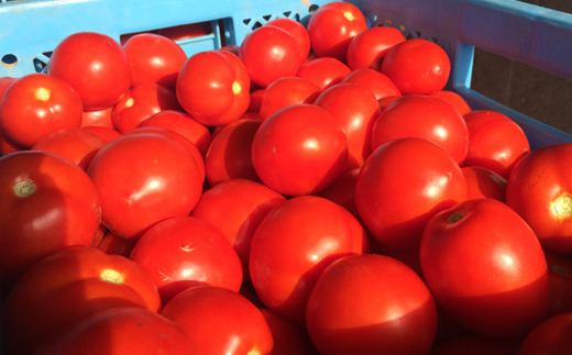 トマトセットC（トマトジュース食塩無添加缶×30本・加塩缶×30本・トマトケチャップ×6個）北海道 ヘルシーDo認定 ESSEふるさとグランプリ銀賞