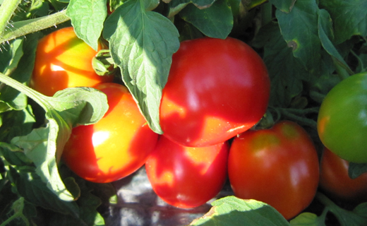 契約農家が露地栽培した完熟トマトケチャップ（320g瓶×4個）