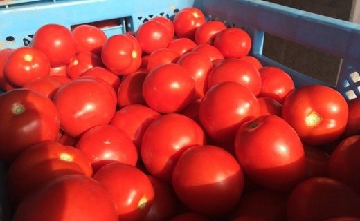 契約農家が露地栽培した完熟トマトジュース〔食塩無添加〕190g×30缶 北海道 ヘルシーDo認定 ESSEふるさとグランプリ銀賞