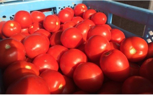 契約農家が露地栽培した完熟トマトジュース〔加塩〕190g×90缶