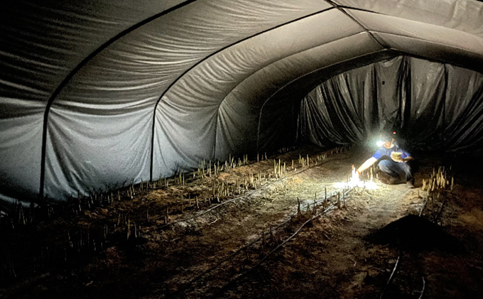 先行予約 【 2025年 発送 ！】 北海道 上富良野産 ホワイトアスパラガス 2L サイズ 500g アスパラ ホワイト アスパラガス 上富良野町 令和7年発送 野菜 やさい【オンライン決済限定】