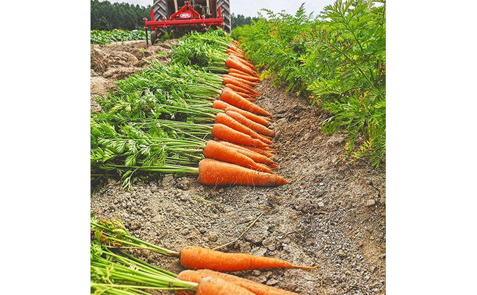 上富良野産 秋のオーガニックお野菜セット - ふるさとパレット ～東急グループのふるさと納税～