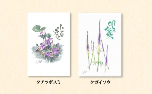 絵葉書 はがき オリジナル 5枚 ハガキ 可愛い ギフト 花 植物