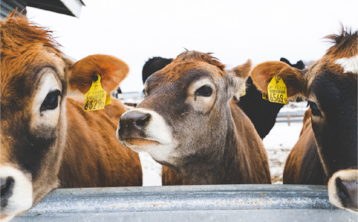[No.5930-0323]【3カ月定期便】中谷牧場 ジャージーA2ミルク　900ml×5本　ジャージー牛　Ａ２ミルク　やさしい　国産　牛乳　飲み物 朝食 生乳 牧場のミルク 牧場の牛乳　オホーツク　北海道