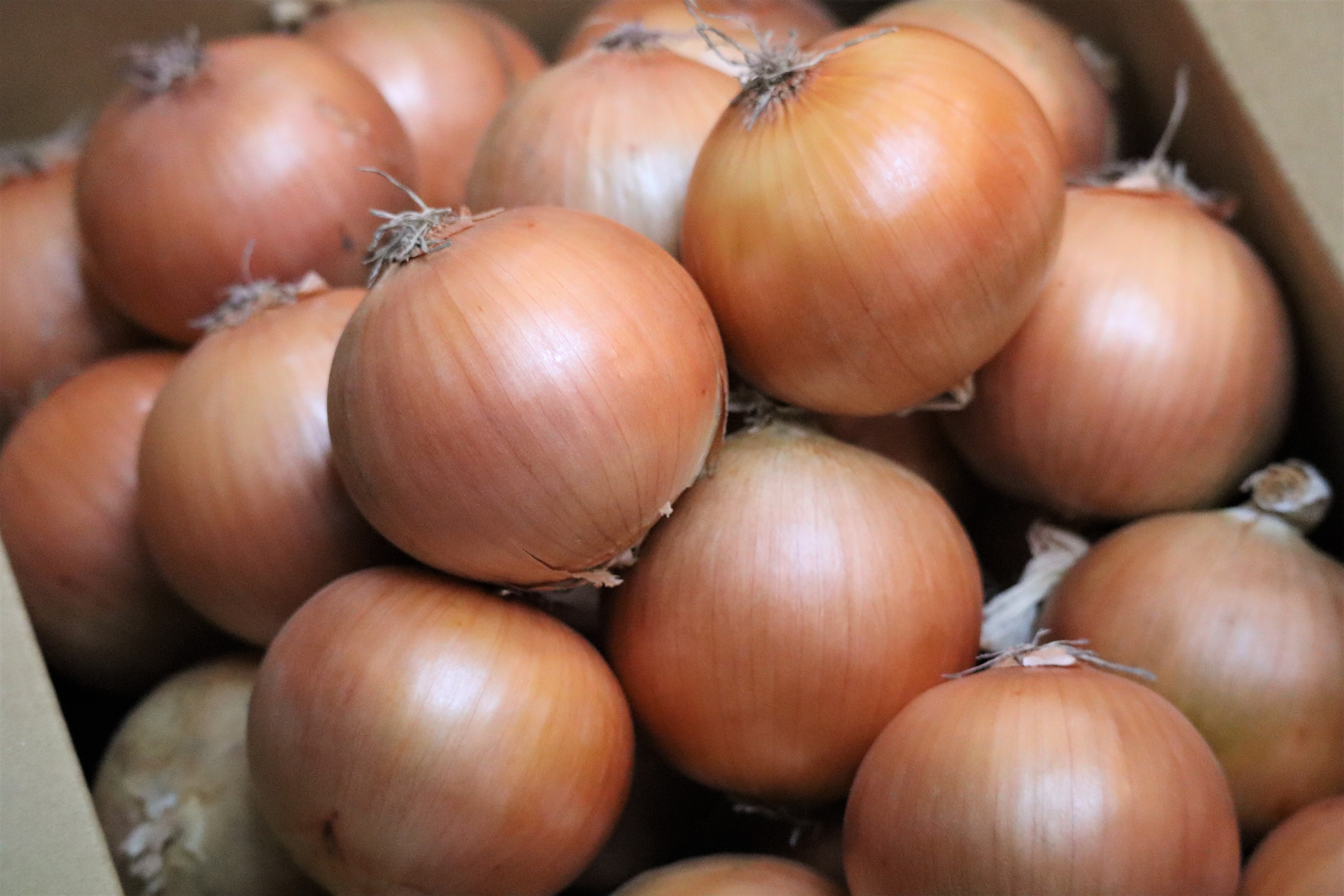 北海道産玉葱20kg !（10kg×2箱）たまねぎ　玉ねぎ　野菜　国産　産地直送　オホーツク　湧別町　道産野菜