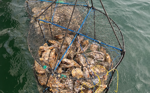 【国内消費拡大求む】[No.5930-0270]北海道サロマ湖産　わたゆき牡蠣（むき身）1kg（生食用）カキ　かき　海鮮　魚貝　国産　生食　剥き身　生牡蠣　蒸し牡蠣　冷蔵　産地直送　サロマ湖　オホーツク　北海道　湧別町