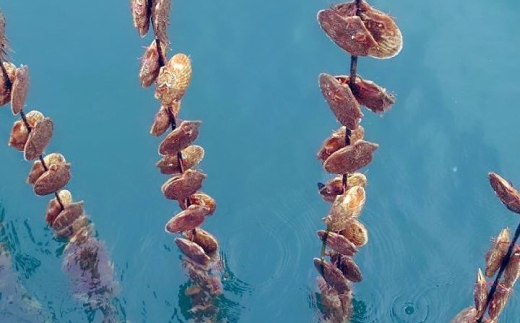 あいばのホタテ　殻付き8枚　 帆立　ほたて　刺身　玉冷　海鮮　魚貝　国産　サロマ湖　オホーツク　北海道