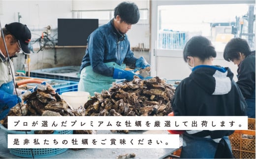 【国内消費拡大求む】≪先行予約≫北海道湧別町サロマ湖産 1年牡蠣剥き身1kg（500g×2）カキ　かき　海鮮　魚貝　国産　生食　剥き身　生牡蠣　蒸し牡蠣　冷蔵　産地直送　サロマ湖　オホーツク　北海道　湧別町