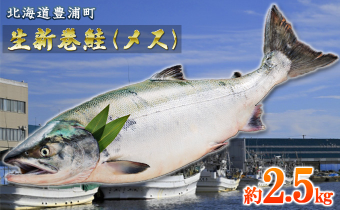 北海道 豊浦 噴火湾 水揚げ 生新巻鮭 秋鮭 メス 約2.5kg - ふるさと ...