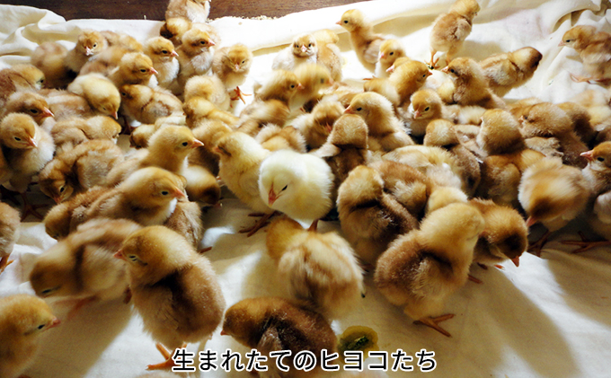 北海道 豊浦 おふけしの平飼い卵 24個【3月～5月出荷】