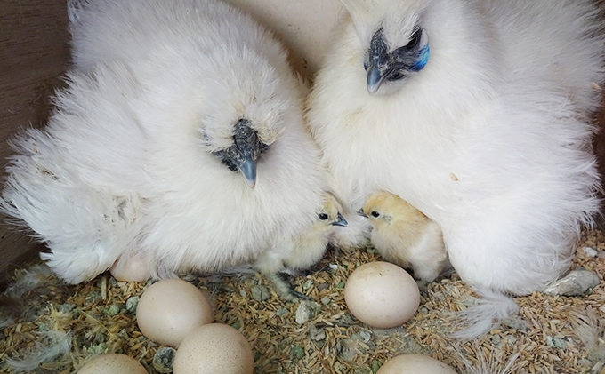 北海道 豊浦 おふけしの平飼い卵18個＋BioPio 烏骨鶏卵 6個【10月～12月出荷】