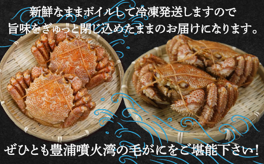 【令和7年度発送先行予約】【地元現役漁師が厳選！！】ボイル・毛ガニ2尾（1尾400〜500g）北海道 豊浦 噴火湾  TYUR007