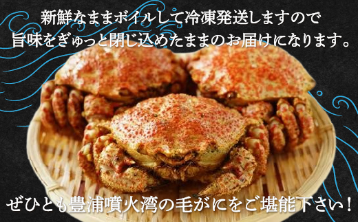 【令和7年度発送先行予約】【地元現役漁師が厳選！！】ボイル・毛ガニ3尾（1尾300〜400g）北海道 豊浦 噴火湾  TYUR008