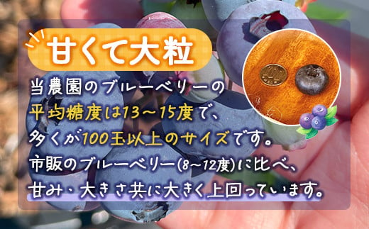 【定期便12カ月】北海道 豊浦町産 冷凍 ブルーベリー 1kg 栽培期間中農薬不使用  TYUS003