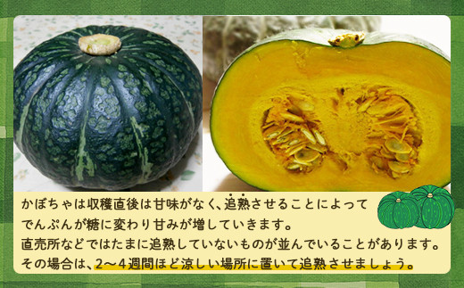 北海道 豊浦産 かぼちゃ 味平 20kg 10〜14玉入り  TYUH005