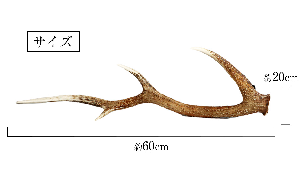 エゾ鹿の角60対以上 総重量15kg www.krzysztofbialy.com